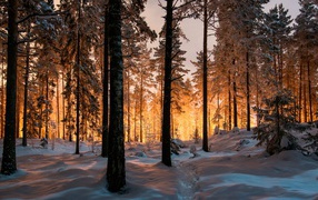 Сказочный зимний лес на закате