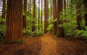 Папоротники у подножия больших деревьев в лесу