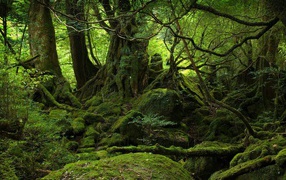 Forest dominated by mosses