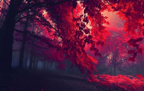 Gloomy forest with red leaves