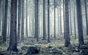 Мрачный серый лес