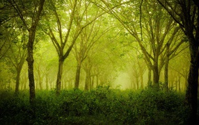 Зеленая дымка в лесу