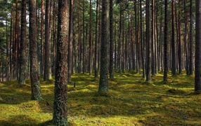 Покрытые лишайником стволы деревьев