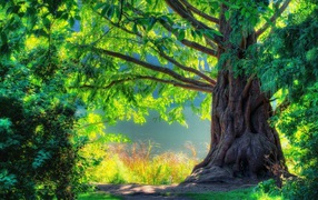 Великолепное старое дерево в лесу
