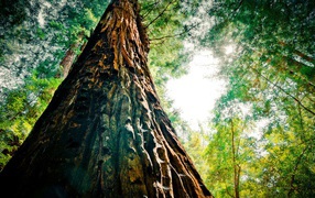 Могучая секвойя в лесу