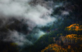 Morning fog among the trees of the mountain forest