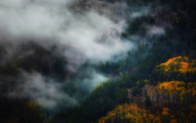 Утренний туман между деревьями горного леса