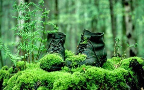 Moss-covered boots in the woods