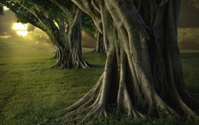 Мощные стволы деревьев в парке