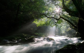 Rays of the sun over the river in the forest
