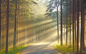 Лучи солнца сквозь дым в лесу