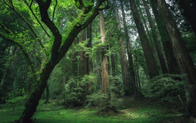 Деревья секвойи в лесу