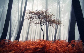 Маленькое дерево среди сухих папоротников