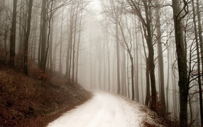 Снег покрыл грунтовую дорожку в лесу