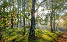 Весенние березы в лесу