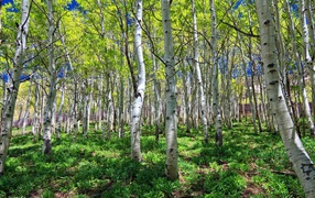 Весенняя березовая роща