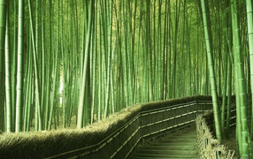 Stairs in a thick bamboo forest