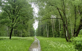 Stream in the birch forest