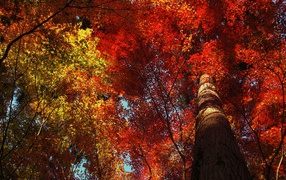 Высокое дерево в осеннем лесу