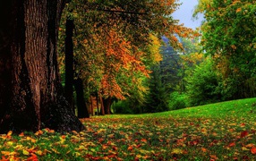 Могучий ствол дерева в лесу