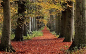 Дорожка в лесу укрыта коричневыми листьями