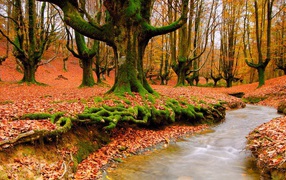 Корни деревьев покрылись мхом