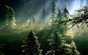 Лучи солнца в туманном еловом лесу