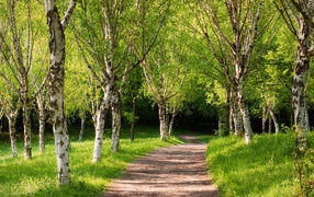 The trail deep into the birch grove