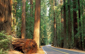 Ствол большого дерева у дороги