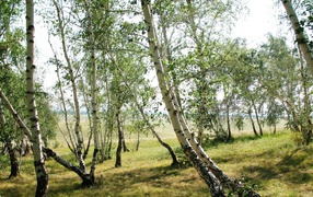 Тонкие березки весной