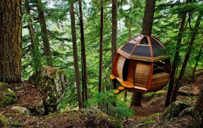 Treehouse in the forest