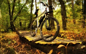 Прогулочный велосипед в лесу