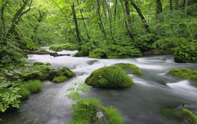 White forest stream