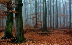 Wooden bench in the middle of autumn forest