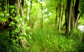 Молодая трава в лесу