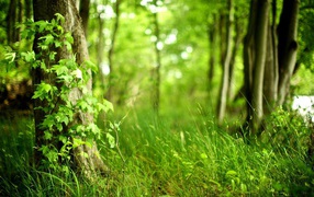 Молодая трава в лесу