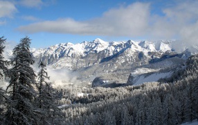 Укрытый снегом лес в горах