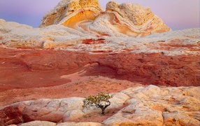 Одинокое дерево на разноцветных скалах