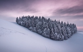 Роща из сосновых деревьев в горах