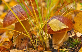 Пара белых грибочков