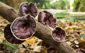 Коричневые грибы на стволе дерева