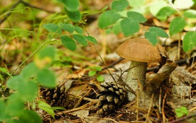 Шишки лежат рядом с грибами
