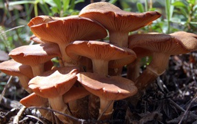 Семья грибов из грибницы