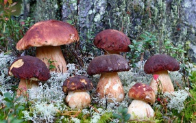 Family porcini mushrooms