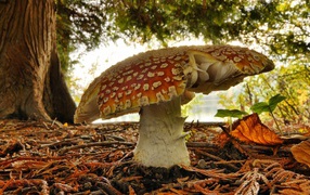 Одинокий старый гриб мухомор