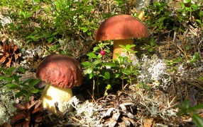 Гриб боровик и брусничник