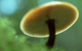 Пластинчатый гриб вид снизу