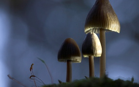 Три гриба зонтика