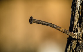 Ржавый гвоздь в коре дерева