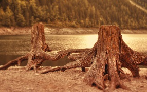 Два пенька у воды